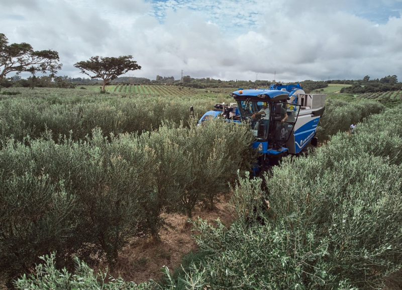 Motor FPT Industrial equipa colheitadeiras de azeitonas da New Holland Agriculture
